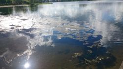 oczyszczanie jeziora z glonów